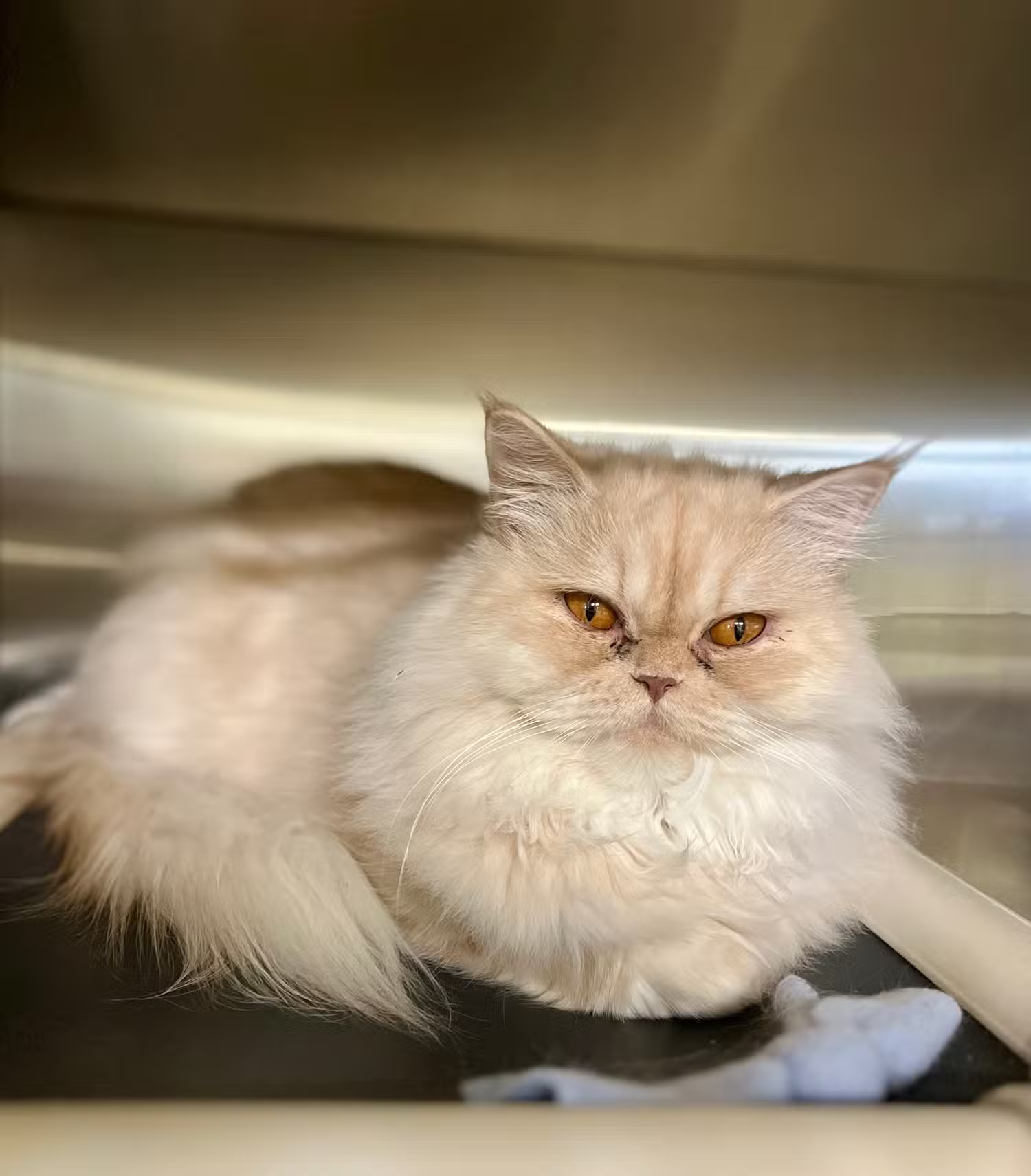 Screenshot 6 của Photoleap