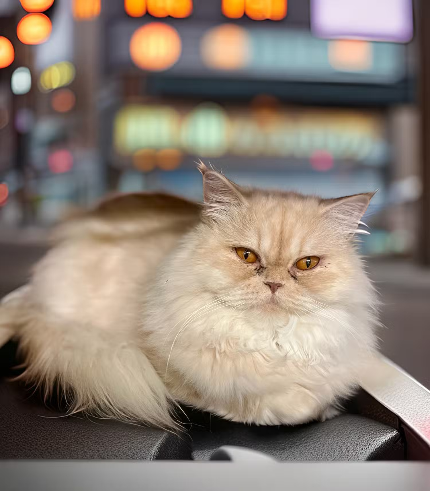 Screenshot 7 của Photoleap